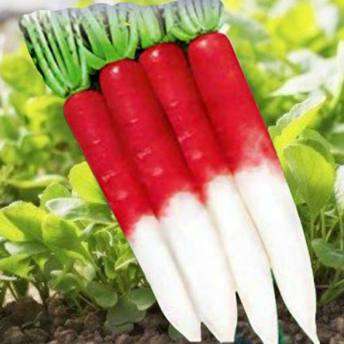 Organic Half Red Radish Seeds, For Agriculture, Certification : FSSAI Certified