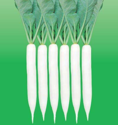 Organic Palak Radish Seeds, For Agriculture Use, Variety : Hybrid