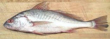 Croaker Fish, For Cooking, Food, Human Consumption, Style : Frozen