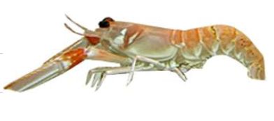 Fresh Prawn, For Cooking, Food, Human Consumption, Feature : Non Harmful