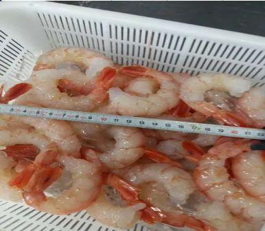 Peeled & Deveined Shrimp, For Cooking, Food, Human Consumption, Feature : Non Harmful