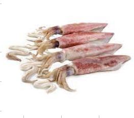 Squid Fish, For Cooking, Hotel, Restaurant, Packaging Type : Carton Boxes, Plastic Bag