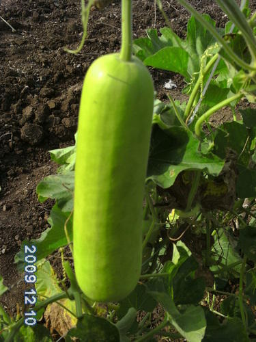 Richman F1 HY Bottle Gourd Seeds