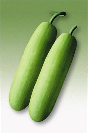 Shiv Vaman Bottle Gourd Seeds