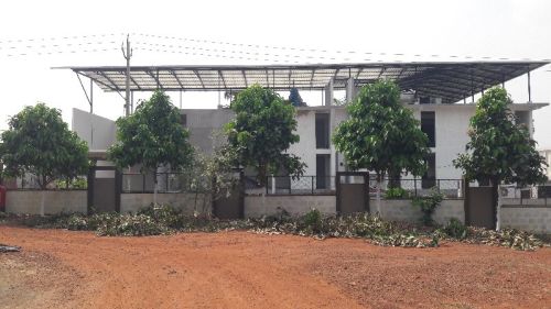 Natural Pruning In Trees, For Plantation