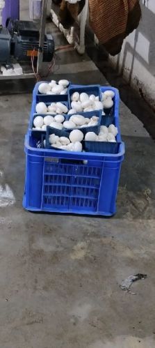 Common Fresh Button Mushroom