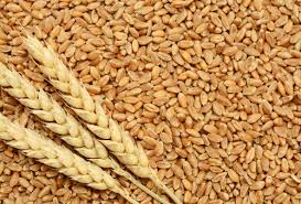 Natural Wheat, For Gluten Free, Packaging Size : 5-10kg, 25-50kg, 10-20kg
