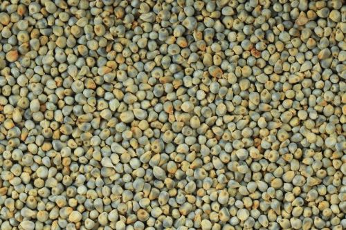 Green MILLET,green Millet, Packaging Size : 25kg, 50kg