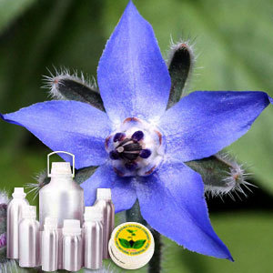 Borage Carrier Oil