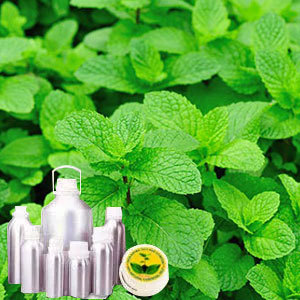Mentha oil