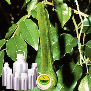 Tolu Balsam Oil