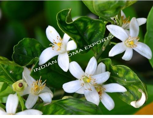 Neroli Absolute Oil