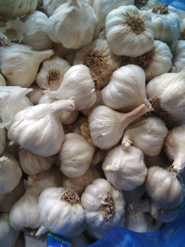 Fresh Garlic, For Cooking, Human Consumption, Style : Dried