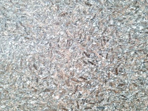 Polished Marble Chikoo Pearl Granite Slab