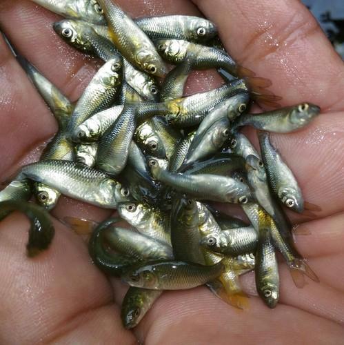 Rohu Fish Seeds, Feature : High In Protein