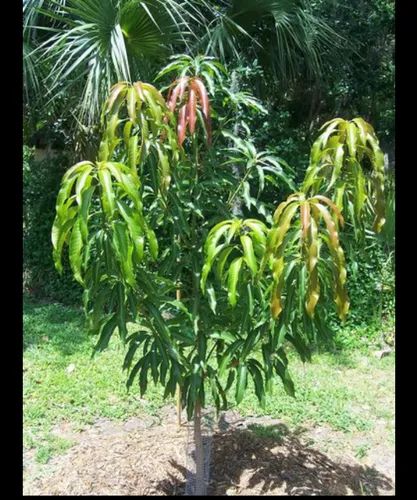 Amrapali Mango Plant, Packaging Type : Plastic Bag