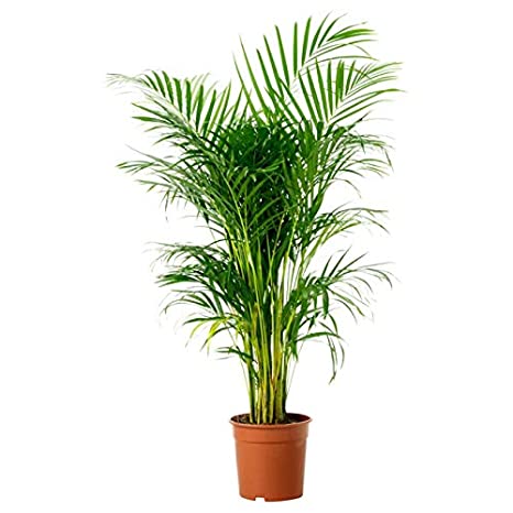 Areca Palm Plant