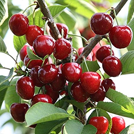 Cherry Plant, Packaging Type : Plastic Bag