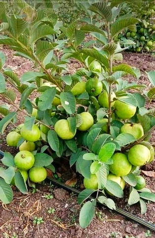 Guava Plant for Decoration