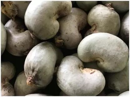 Kaju Seeds, For Medicinal, Agriculture, Packaging Type : Plastic Packets