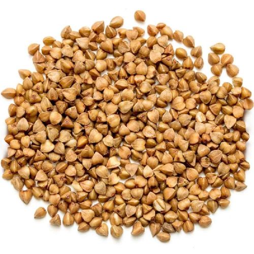 Buckwheat Seeds, Color : Brown, Packaging Size : 10-20kg