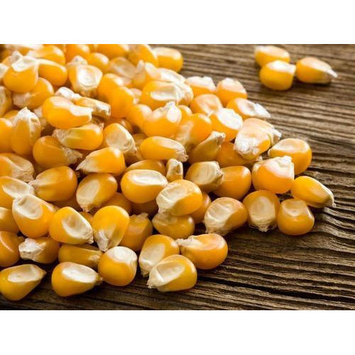 Organic Corn Seeds, Packaging Type : Plastic Pouch