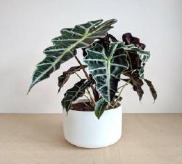 Alocasia Plants, Color : Green