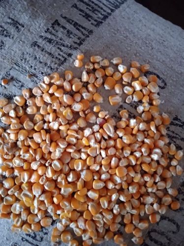 Maize, For Making Popcorn, Human Food, Cattle Feed, Bio-fuel Application, Animal Food, Packaging Type : Plastic Pouch