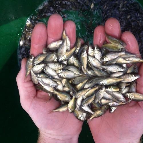 IMC Fish Seeds, Variety : Rohu, Catla Mrigal