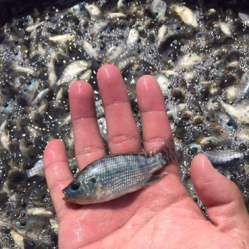 Monosex Tilapia Fish Seeds, Packaging Type : Vacuum Pack