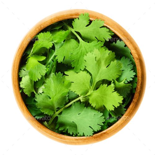 Fresh Coriander Leaves, Packaging Size : 1-10kg