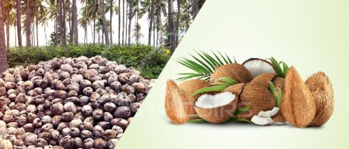 Natural Semi Husked Fresh Coconut, For Freshness, Good Taste, Healthy, Packaging Type : Gunny Bags