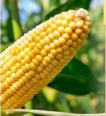 Natural Yellow Maize Seeds, For Animal Feed, Animal Food, Cattle Feed, Human Food, Style : Dried