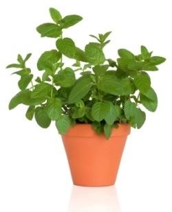 Loose Organic Mentha Plant, For Ayurvedic Medicine, Plantation, Packaging Type : Plastic Bag