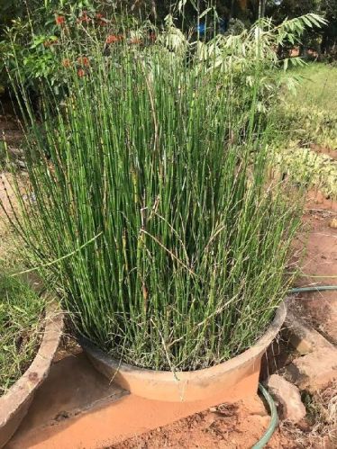 Vetiver Plant