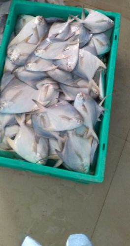 Fresh Pomfret Fish, For Cooking, Human Consumption, Making Medicine, Feature : Eco-friendly, Good Protein