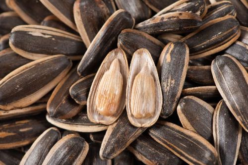 Sunflower seed, Packaging Type : White, Grey, Brown, Black