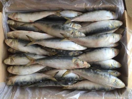 Frozen Sardine Fish, Brand Name : Sardinefish