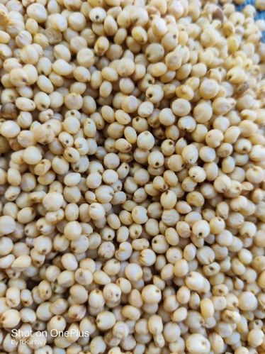 Natural Sorghum Seeds, For Cattle Feed