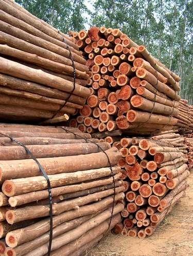 Eucalyptus Wood Logs, Color : Brown