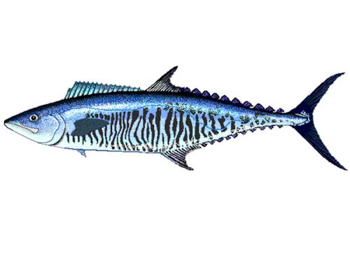 Fresh Spanish Mackerel Fish