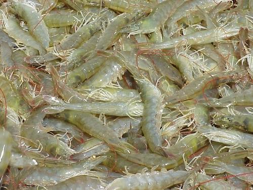 Fresh Vannamei Prawn, Feature : Good For Health, Protein