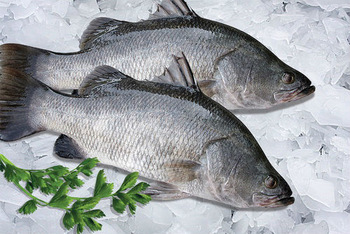 Frozen Barramundi Fish, Shelf Life : 1day