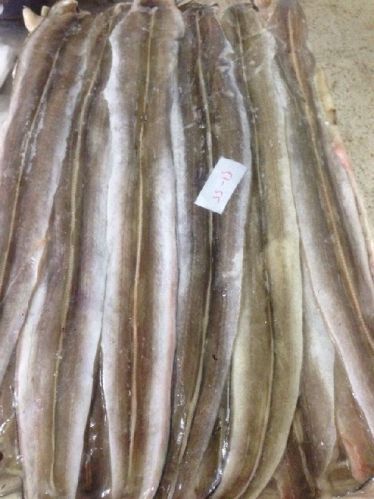 Frozen Eel Fish, Shelf Life : 1day