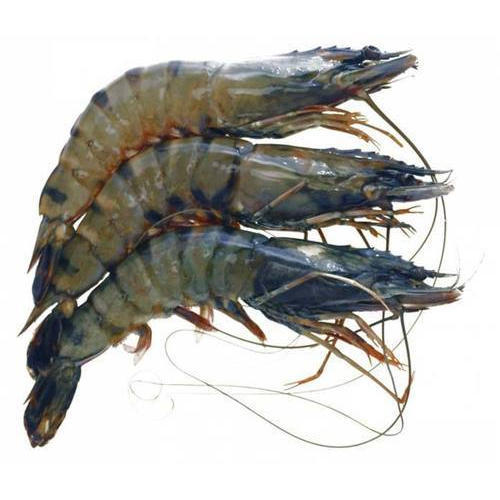 Frozen Tiger Prawn, Packaging Type : Box