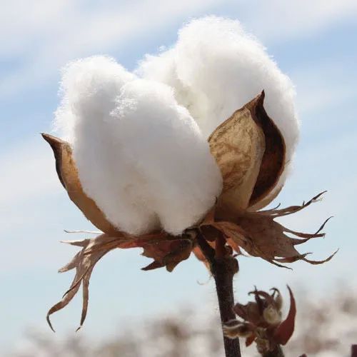 Raw Cotton, For Textile Industry, Color : White