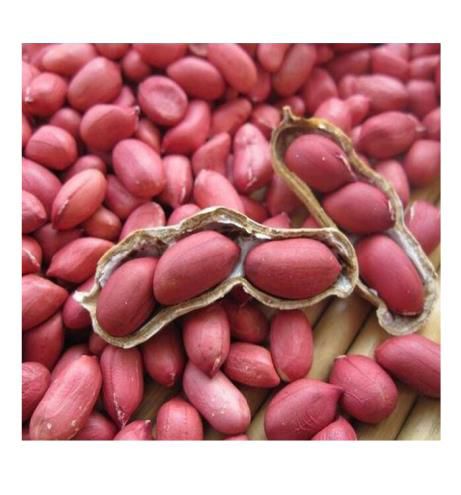 Red Peanut Kernels, Packaging Type : Plastic Packet