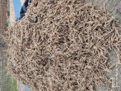 Dried Bombay Duck, For Cooking, Food, Variety : Mackerel, RAM Pata, Anchovy