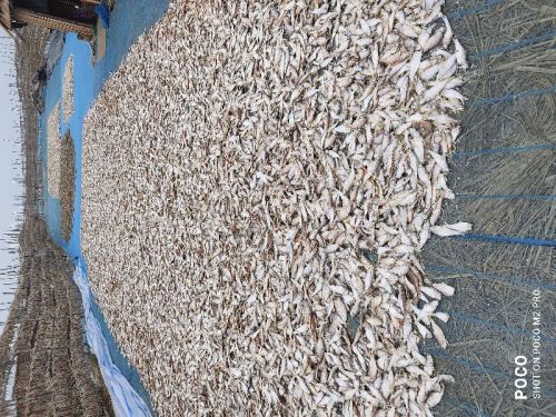 Dried RAM Pata Fish, Type : Maw