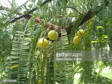 Amla Candy, Packaging Type : Cartons